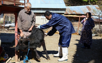 گزارش تصویری واکسیناسیون رایگان دام و طیور در ۲ روستای ماسال 